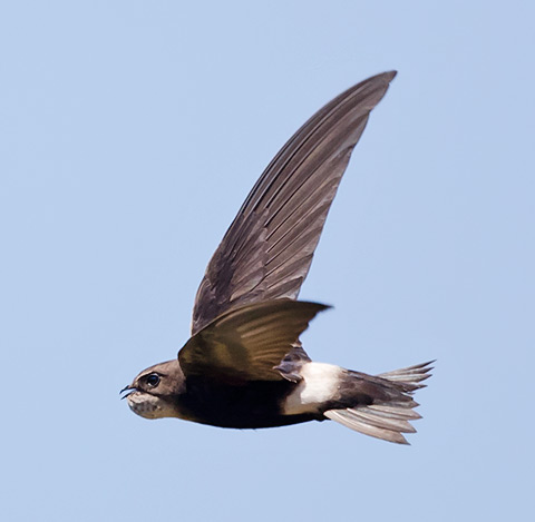 Horus Swift in flight